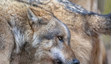 Wilk padł ofiarą dezinformacji. Już Czerwony Kapturek nie mówił prawdy