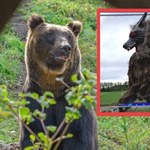 Wilk-robot odstrasza niedźwiedzie w Japonii. Wygląda komicznie, ale działa