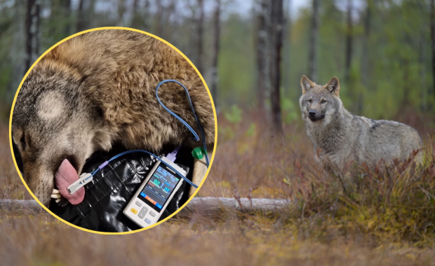 Wilk spędził we wnykach kilka dni. Po intensywnym leczeniu wrócił na wolność