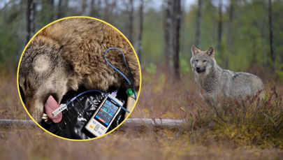 Wilk spędził we wnykach kilka dni. Po intensywnym leczeniu wrócił na wolność