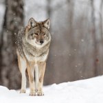 Wilk zaatakował mieszkańca Podkarpacia? Policja bada sprawę