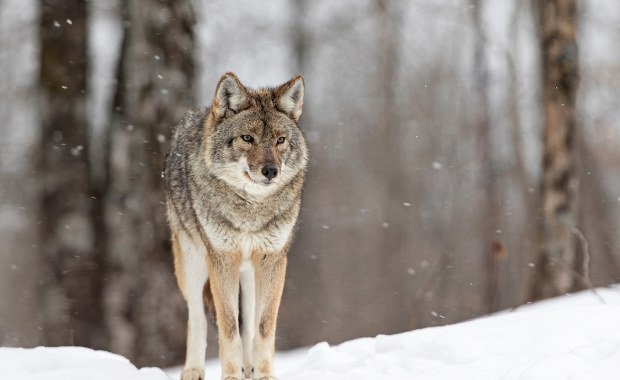 Wilk zaatakował mieszkańca Podkarpacia? Policja bada sprawę