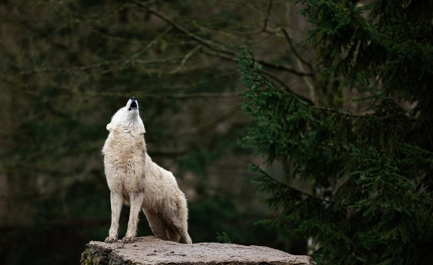 Wilk zaatakował psa. Myśliwi apelują do właścicieli
