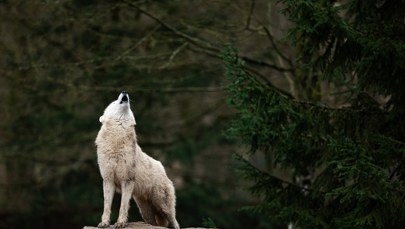 Wilk zaatakował psa. Myśliwi apelują do właścicieli