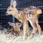 Wilk zaatakował sarny. Matka poświęciła się, aby ocalić dzieci