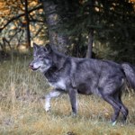 Kalifornia Wilk zapuścił się rekordowo daleko. Tu nie było tych zwierząt od 100 lat