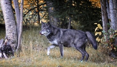 Wilk zapuścił się rekordowo daleko. Tu nie było tych zwierząt od 100 lat