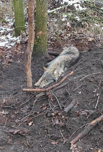 Wilk złapał się we wnyki zastawione przez kłusowników /Mazowiecka Policja /