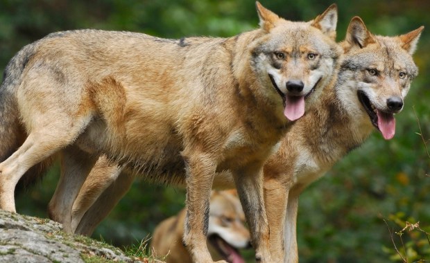 Wilki atakują na Warmii i Mazurach. "Młode przyuczają się do polowania"