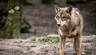 Wilki atakują owce. WWF rozdało 360 elektrycznych pastuchów