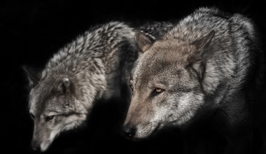 Wilki blisko Polski weszły w komitywę z ludźmi. Ci zaczęli je kontrolować