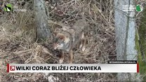 Wilki coraz bliżej człowieka