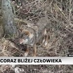 Wilki coraz bliżej człowieka