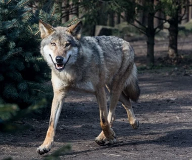 Wilki coraz częściej atakują zwierzęta hodowlane. Rolnicy chcą zezwolenia na odstrzał
