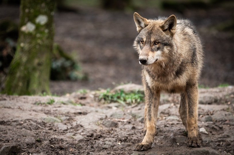 Wolves became predators very late /123RF/PICSEL