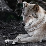 Wilki gwarancją bezpieczeństwa. To nie żart. Problemem są inne psy