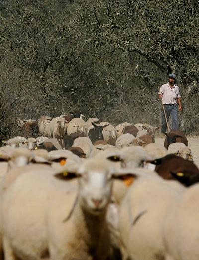 Wilki i sępy dziesiątkują stada owiec w północnej części Portugalii /AFP