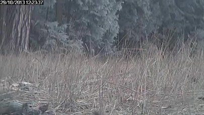 ​Wilki nauczyły się korzystać z mostu