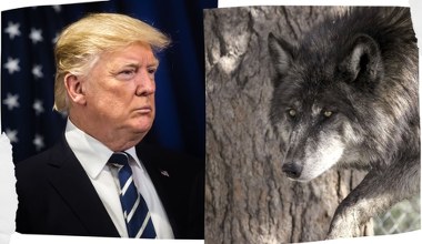 Wilki nie będą już dalej chronione? "Decyzja sprzeczna z nauką i rozumem"