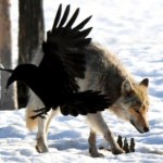 Wilki nie mają żadnych szans. Ten ptak nieoczekiwanie je przechytrzył