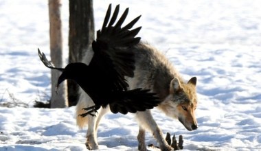 Wilki nie mają żadnych szans. Ten ptak nieoczekiwanie je przechytrzył
