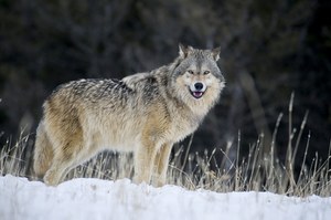 Wilki nie zaatakowały człowieka. Ekolodzy ostrzegają przed fake newsami