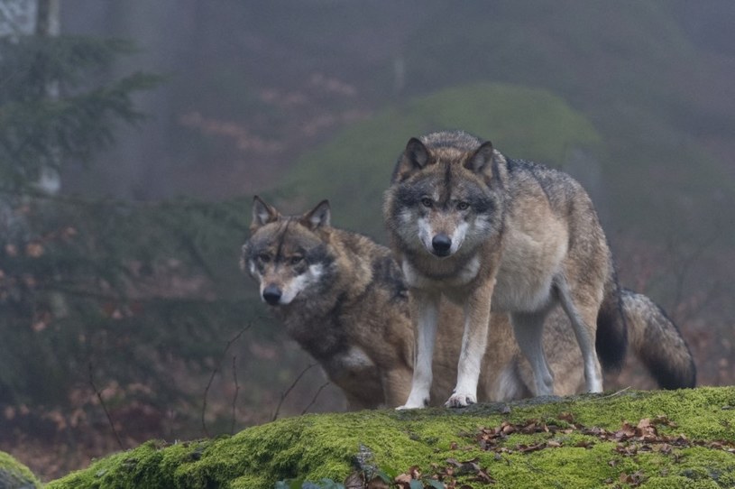 Wilki opanowują Warmię i Mazury. Specjalne spotkania dla mieszkańców