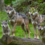las Wilki podeszły pod ludzkie wsie. Rząd natychmiast wstrzymał działania