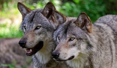 Wilki pojawiły się niespodziewanie. Trzeba było użyć nadzwyczajnych środków