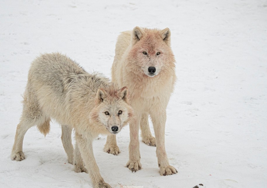 Wilki polarne w zoo w Łącznej /Krzysztof Chwaliński /RMF MAXX