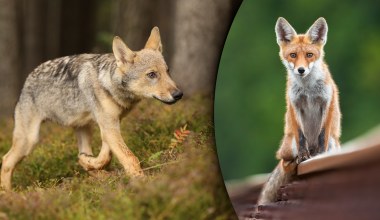 Wilki się tego nie spodziewały. Szczenię porwał nietypowy napastnik