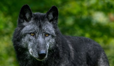 Wilki stały się wrogiem. Politycy w USA podjęli kontrowersyjną decyzję