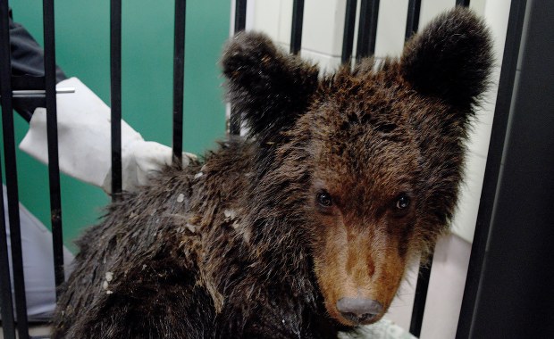 Wilki szły już jego tropem. Leśnicy uratowali porzuconego niedźwiadka 