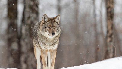 Wilki w małopolskiej gminie? Mieszkańcy proszeni o ostrożność 