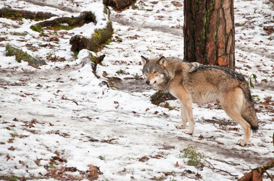 Wilki w okolicach Julianowa i Obrębu pod Piasecznem. Leśnicy apelują o ostrożność podczas spacerów w lasach /Shutterstock