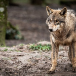 Wilki w Polsce niemal wyginęły. Cudem udało się je ochronić