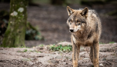 Wilki w Polsce niemal wyginęły. Cudem udało się je ochronić