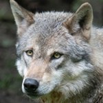 Wilki wróciły do parku narodowego. Niespodziewane korzyści dla przyrody