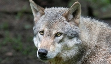Wilki wróciły do parku narodowego. Niespodziewane korzyści dla przyrody