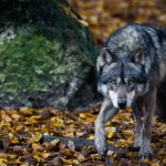 Wilki zaatakowały owce. Burmistrz zakazał harcerzom wstępu do lasów