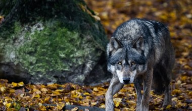 Wilki zaatakowały owce. Burmistrz zakazał harcerzom wstępu do lasów