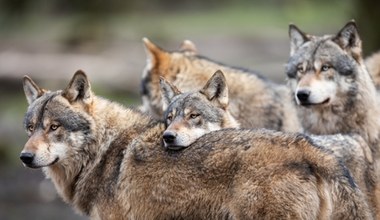 Wilki zaatakowały. RDOŚ wydała komunikat ws. zwierząt