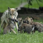 Wilki zaczęły się dziwnie zachowywać, przenoszą szczenięta. Co się dzieje?