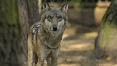 Wilki zagryzły owce w Beskidzie Śląskim
