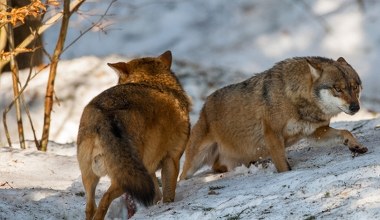 Wilki ze Wschodu wkroczyły do Polski. Podano, ile mamy tych drapieżników