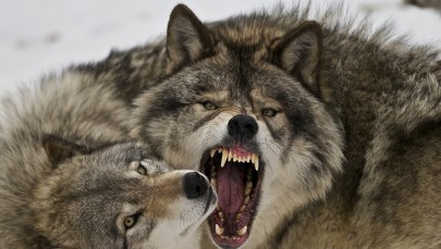 Wilki zjadły zaginionego mężczyznę? Zagadkowa śmierć 64-latka