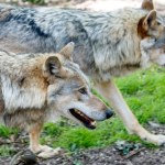 Alaska Wilki zmieniły swe zachowanie. Zadziwiające jest, na co zaczęły polować
