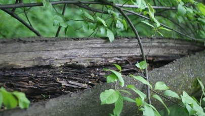 Wilki znów zaatakowały? Wójt ostrzega mieszkańców