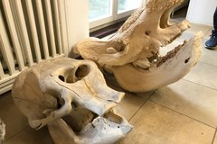 Willa pełna zwierzęcych czaszek i szkieletów