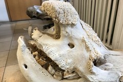 Willa pełna zwierzęcych czaszek i szkieletów